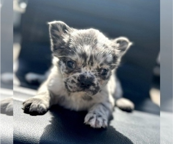 Medium Photo #3 French Bulldog Puppy For Sale in BERKELEY, CA, USA