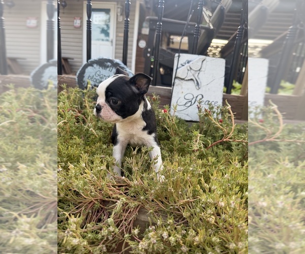 Medium Photo #10 Boston Terrier Puppy For Sale in FREDONIA, KS, USA