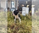 Small #9 Boston Terrier