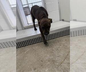 American Pit Bull Terrier-Unknown Mix Dogs for adoption in Temple, TX, USA
