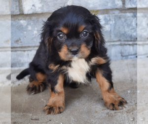 Cavalier King Charles Spaniel Puppy for sale in HUTCHINSON, KS, USA