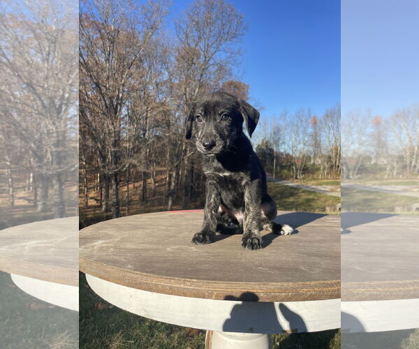 Medium Photo #19 Huskies -Labrador Retriever Mix Puppy For Sale in Columbus, IN, USA