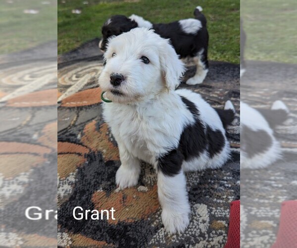 Medium Photo #2 Sheepadoodle Puppy For Sale in SEAMAN, OH, USA