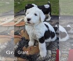 Small Photo #15 Sheepadoodle Puppy For Sale in SEAMAN, OH, USA