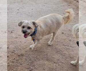 Chyna - Female Maltipoo (Miniature) Dog for Adoption - Photo #5