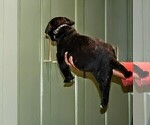 Small #1 Presa Canario