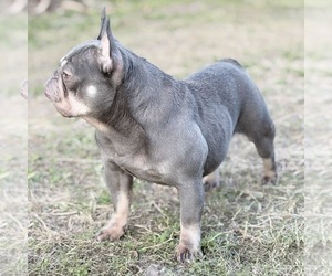 French Bulldog Puppy for sale in NAPLES, FL, USA