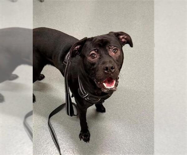 Medium Photo #1 Pug-Unknown Mix Puppy For Sale in Baytown, TX, USA