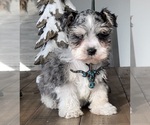 Small Photo #4 Schnauzer (Miniature) Puppy For Sale in FLORENCE, SD, USA