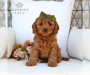 Cavapoo Puppy for sale in EPHRATA, PA, USA