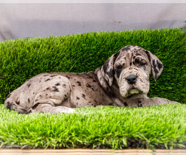 Medium Photo #33 Great Dane Puppy For Sale in WAKARUSA, IN, USA