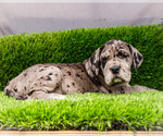Small #2 Great Dane