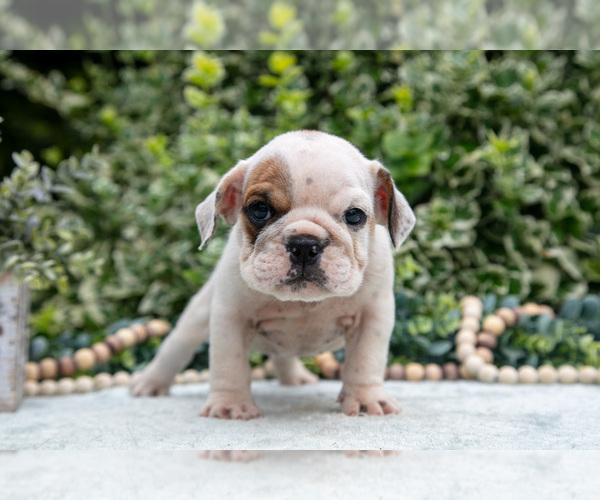Medium Photo #24 English Bulldog Puppy For Sale in GORDONVILLE, PA, USA