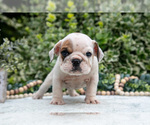 Small Photo #24 English Bulldog Puppy For Sale in GORDONVILLE, PA, USA