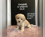 Puppy Sammie Maltipoo