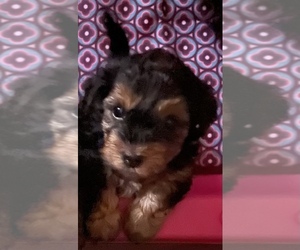 Yorkshire Terrier Puppy for sale in JOHNSTOWN, PA, USA