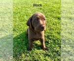 Puppy Black Labrador Retriever