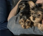 Small Yorkshire Terrier