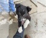 Small Photo #3 Border Collie Puppy For Sale in VERSAILLES, MO, USA