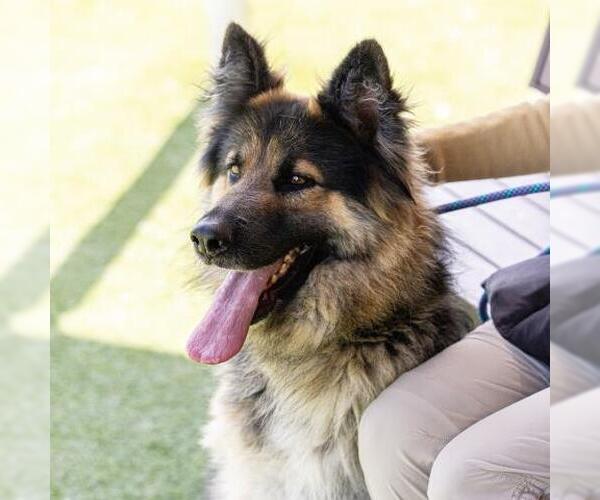 Medium Photo #1 German Shepherd Dog Puppy For Sale in Camarillo, CA, USA