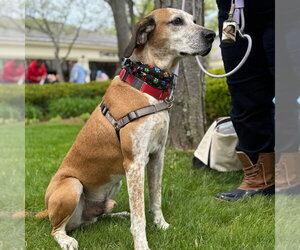 Walter - Male Mutt Dog for Adoption - Photo #2