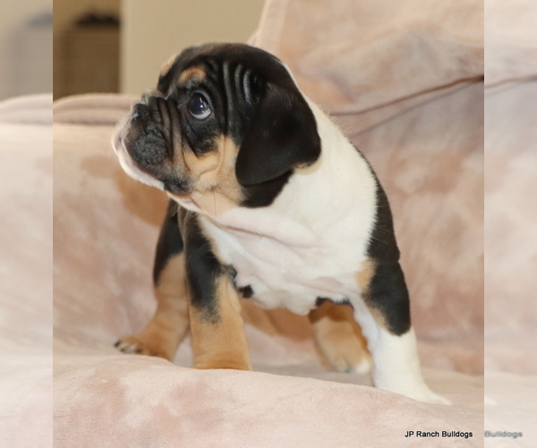 Medium Photo #5 Bulldog Puppy For Sale in WINNSBORO, TX, USA