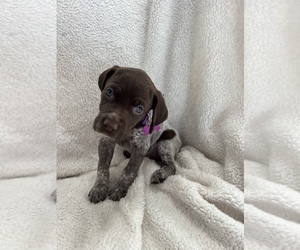 German Shorthaired Pointer Puppy for sale in CORONA, CA, USA
