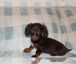 Small #9 Dachshund
