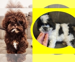 ShihPoo Puppy for sale in WINSTON SALEM, NC, USA