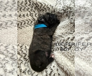 Cane Corso-Mastiff Mix Puppy for sale in FORT WAYNE, IN, USA