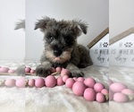 Small #2 Schnauzer (Miniature)