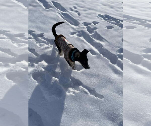 Medium Photo #2 Mutt Puppy For Sale in New London, WI, USA