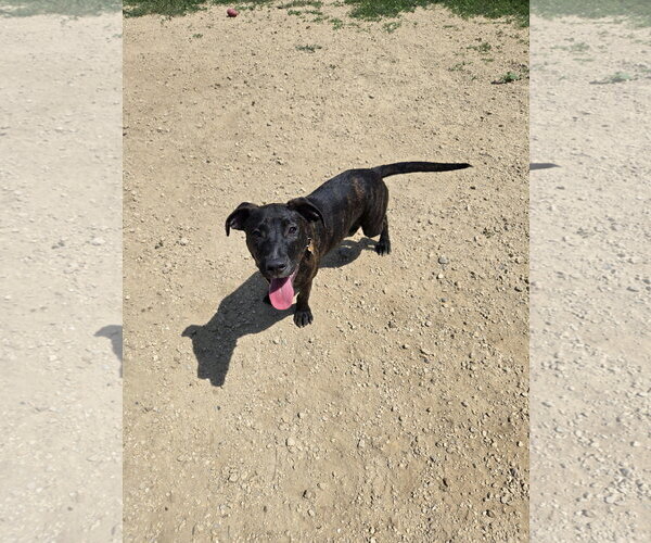 Medium Photo #1 Mutt Puppy For Sale in Maquoketa, IA, USA