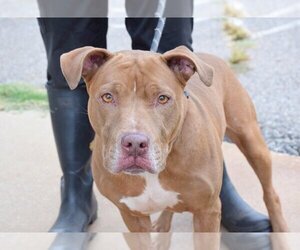 American Pit Bull Terrier-Unknown Mix Dogs for adoption in Anniston, AL, USA