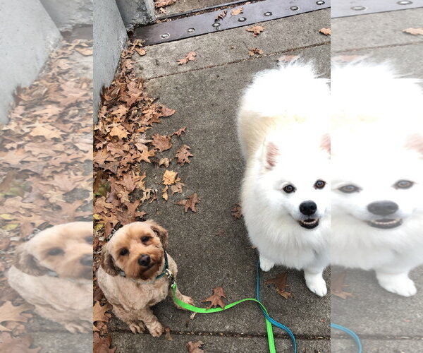 Medium Photo #3 American Eskimo Dog Puppy For Sale in Pikesville, MD, USA