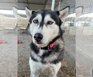- Mix Dogs for adoption in Woodland, CA, USA