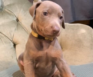 Doberman Pinscher Puppy for sale in BRISTOL, CT, USA