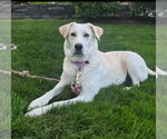 Small Great Pyrenees Mix