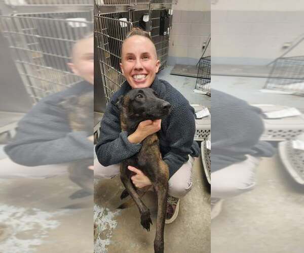 Medium Photo #3 Mutt Puppy For Sale in Imlay City, MI, USA