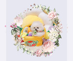 Image preview for Ad Listing. Nickname: Mateo