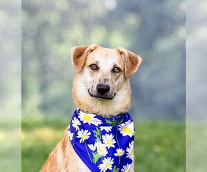 Labrador Retriever-Unknown Mix Dogs for adoption in Unionville, PA, USA