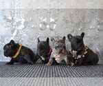 Small Photo #4 French Bulldog Puppy For Sale in Mariupol, Donetsk, Ukraine
