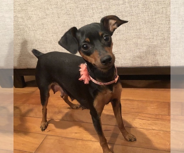 Full screen Photo #1 Miniature Pinscher Puppy For Sale in ACCIDENT, MD, USA