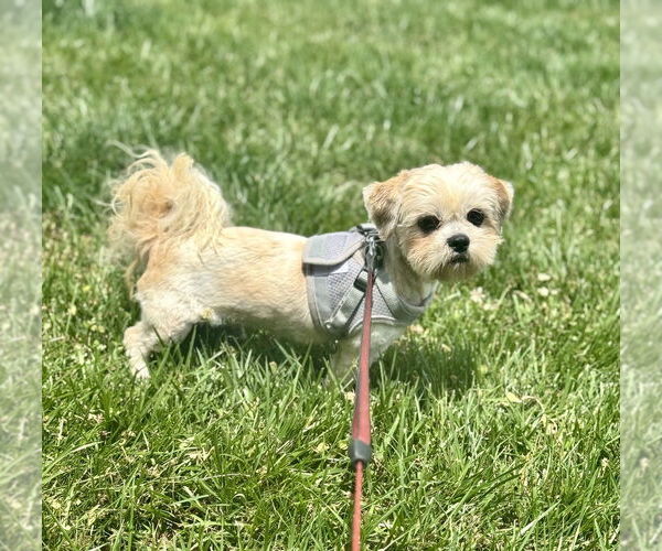 Medium Photo #1 Shih Tzu Puppy For Sale in Mooresville, NC, USA