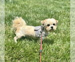 Small Shih Tzu