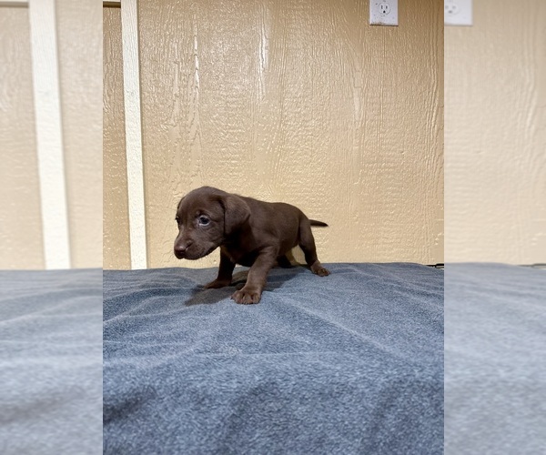 Medium Photo #4 Labrador Retriever Puppy For Sale in FREDERICKSBURG, TX, USA