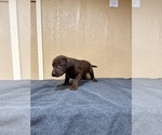 Small #3 Labrador Retriever