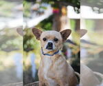 Small #2 Chihuahua