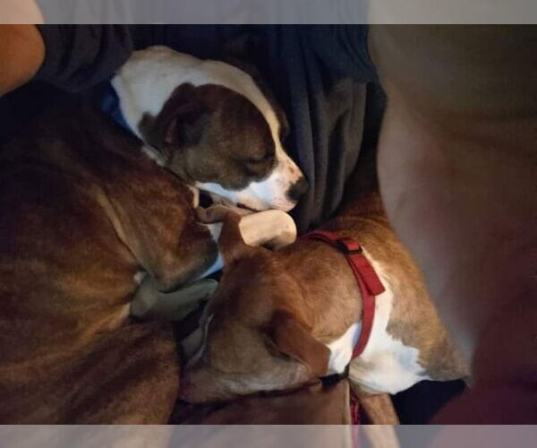 Medium Photo #33 American Pit Bull Terrier-Unknown Mix Puppy For Sale in Germantown, OH, USA