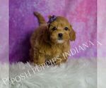 Small Photo #14 Goldendoodle (Miniature) Puppy For Sale in WARSAW, IN, USA